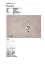 Summaries, Notes 'Streptokoki (Streptococcus)', 1.