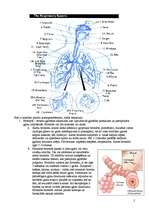 Research Papers 'Gāzu maiņas traucējumi un plaušu slimības', 5.