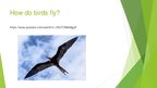 Presentations 'Birds', 11.