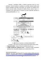 Term Papers 'Cietsirdīga izturēšanās pret dzīvniekiem un dzīvnieku turēšanas noteikumu pārkāp', 46.