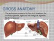 Presentations 'Liver - Anatomy and Functions', 4.