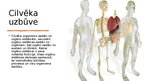 Presentations 'Cilvēka uzbūve', 2.