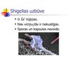 Presentations 'Shigella - dizentērijas baktērija', 4.
