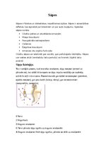 Summaries, Notes 'Anatomija - Sāpes,drudzis', 1.