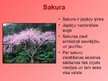 Presentations 'Japāna', 11.