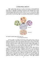 Term Papers 'Vides parametru loma "Ulva intestinalis"
 kultivēšanā laboratorijas apstākļos', 12.