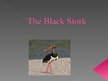 Presentations 'Lynx. Black Stork', 6.