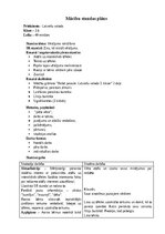 Samples 'Mācību stundu plāns 3.klase Latviešu valodā', 1.