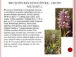 Presentations 'Desmit aizsargājamie augi un dzīvnieki Latvijā', 10.