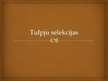 Presentations 'Tulpju selekcija', 1.