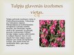 Presentations 'Tulpju selekcija', 4.