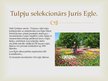 Presentations 'Tulpju selekcija', 6.