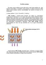Research Papers 'Uzsmidzināmais keramiskais siltumizolācijas materiāls "TSM Ceramic"', 5.