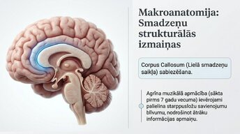 Presentations 'Kā muzikālā apmācība ietekmē kognitīvo attīstību', 3.