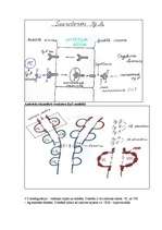 Summaries, Notes 'Mikrobioloģija - antigēns un antiviela', 9.