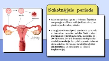 Presentations 'Cilvēka embrionālā attistība', 3.