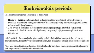 Presentations 'Cilvēka embrionālā attistība', 5.