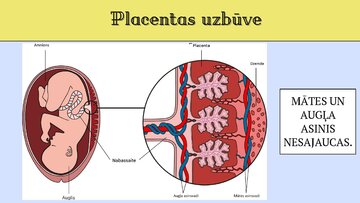 Presentations 'Cilvēka embrionālā attistība', 6.