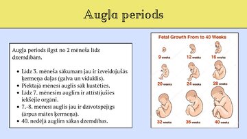 Presentations 'Cilvēka embrionālā attistība', 7.