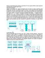 Samples 'Eksāmena atbildes Medicīniskās attēlošanas fizikālie pamati', 130.