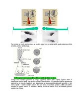 Samples 'Medicīniskās attēlošanas fizikālie pamati', 23.