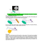 Samples 'Medicīniskās attēlošanas fizikālie pamati', 89.