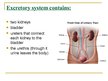 Presentations 'Excretory System', 2.