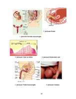 Research Papers 'Izsargāšanās metodes no grūtniecības un STS', 44.