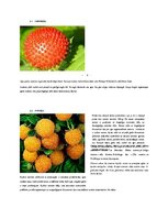 Research Papers 'Latvijas ogas', 9.