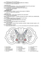 Summaries, Notes 'Anatomija. Smadzenes un centrālā nervu sistēma', 3.