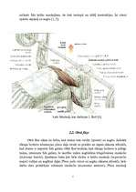 Research Papers 'Svara stieņa spiešana guļus anatomiskā skatījumā', 7.