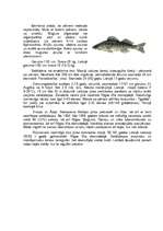 Research Papers 'Asarveidīgās zivis', 4.