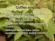 Presentations 'Lignosilīcija iedarbība uz kafijas koka augšanu', 4.
