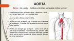 Presentations 'Aorta', 3.