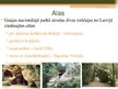 Presentations 'Gaujas Nacionālais parks', 6.