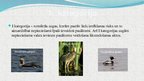 Presentations 'Latvijas aizsargājamie putni', 5.