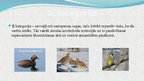 Presentations 'Latvijas aizsargājamie putni', 7.