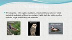Presentations 'Latvijas aizsargājamie putni', 11.