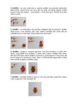 Samples 'Pirmsskolas speciālā pedagoģija', 3.