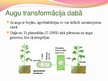 Presentations 'Ģenētiski modificēti organismi - kas tie ir un kur tos izmanto', 8.