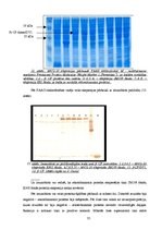 Research Papers 'Dengue vīrusa EDIII rajona eksponēšana uz fr apvalka proteīna virsmas', 35.