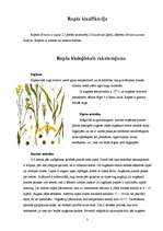 Research Papers 'Eļļas augu audzēšanas tehnoloģijas un izmantošana', 3.