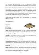 Research Papers 'Zivju audzēšanas īpatnības zvejai un atpūtai atklātās ūdenskrātuvēs SIA "Forele ', 33.