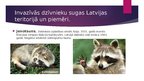 Presentations 'Invazīvās dzīvnieku sugas Latvijā', 3.