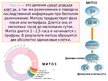 Presentations 'Половые клетки', 3.