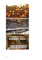 Research Papers 'Medus un citu bišu produktu pielietojums ārstniecībā un kosmetoloģijā', 30.