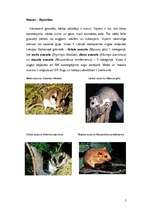 Research Papers 'Latvijas aizsargājamie dzīvnieki', 5.
