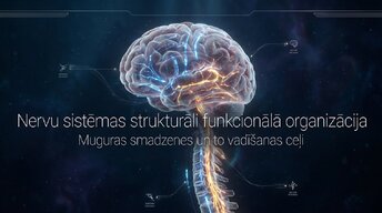 Presentations 'Muguras smadzenes un to vadīšanas ceļi', 1.