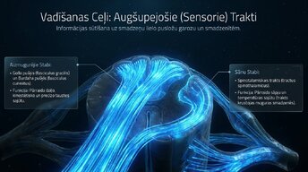 Presentations 'Muguras smadzenes un to vadīšanas ceļi', 7.