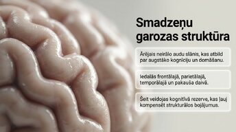 Presentations 'Neiroplastiskums un novecošana: vai smadzenes saglabā elastību pēc 60 gadiem', 4.